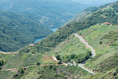 Ribeira Sacra