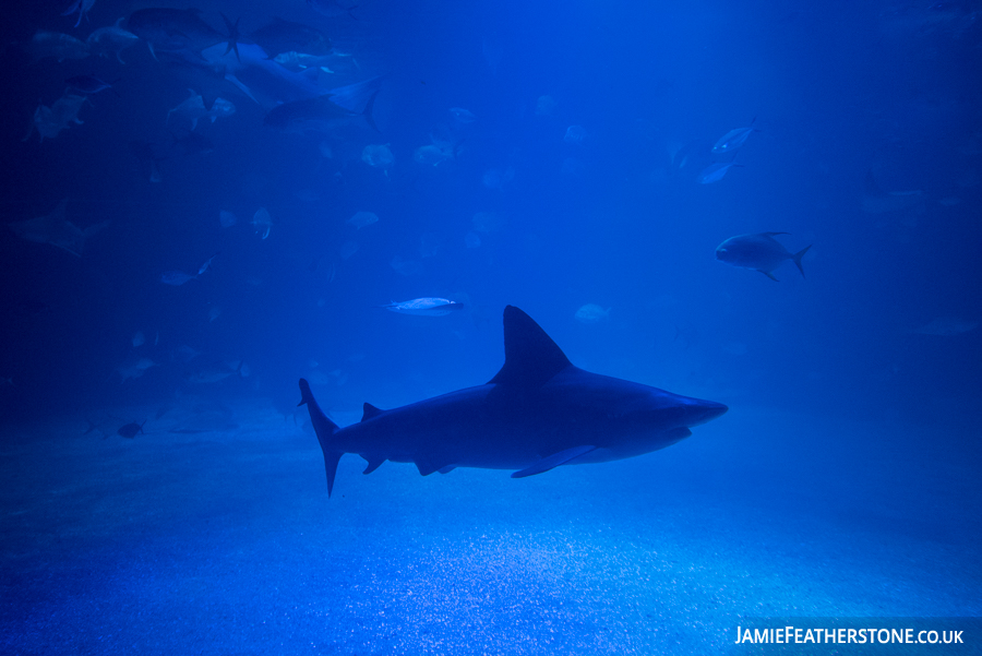 Grey reef shark. Oceanografic, Valencia