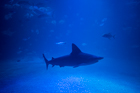 Grey reef shark